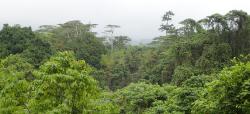 View over the rainforest treetops